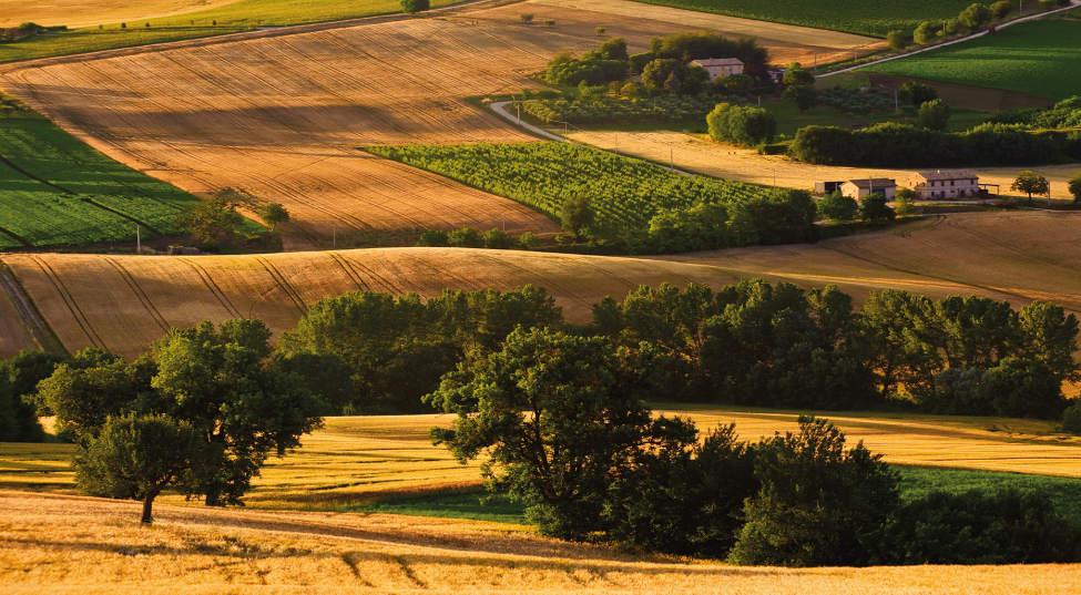 Country landscapes - Reasons moving to Marche